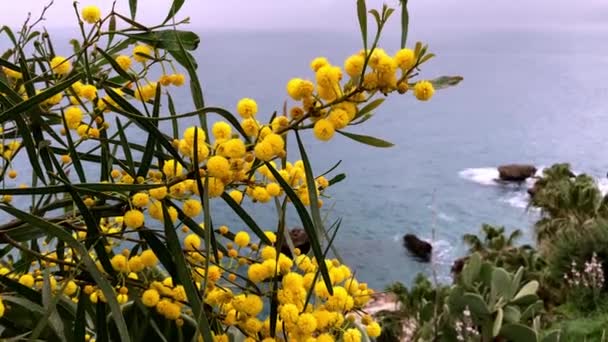 Mimosa Δέντρο Δέσμες Αφράτα Τρυφερά Λουλούδια Από Αυτό Ιστορικό Του — Αρχείο Βίντεο