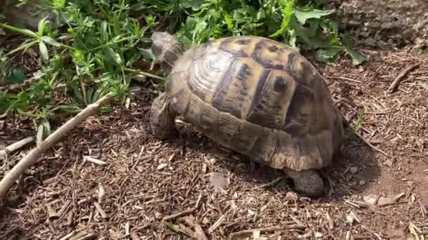 Tortuga Tortuga Moviéndose Lentamente Través Escena Hierba Verde Caminando Lentamente — Vídeos de Stock