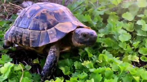 Sköldpadda Sköldpadda Rör Sig Långsamt Genom Scenen Grönt Gräs Promenader — Stockvideo