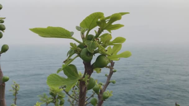 緑の熟していないイチジクが枝にかかっています いちじくの実 緑のイチジクの葉の間に熟していない数字 霧の中にある山の背景や海岸のイチジクの実 — ストック動画