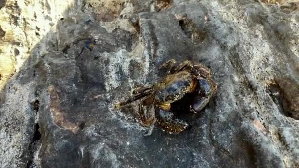 Crabe Briqueteur Vert Court Sur Les Pierres Les Rochers Long — Video