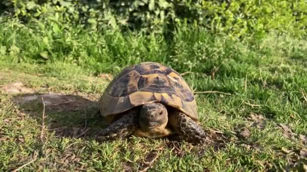 Schildkröte Bewegt Sich Langsam Durch Die Szene Auf Grünem Gras — Stockvideo