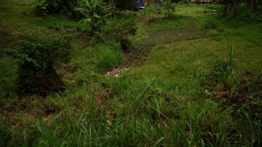 Resimli yoğun yeşil tropikal orman, arka planda mavi deniz ve alçak bulutlar. Yüksek kalite 4k görüntü