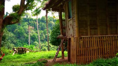 Yağmur ormanlarının arka planında sazdan çatısı ve yeşil palmiye ağaçları olan küçük bir bambu kulübesi. Tavuklar yürüyor. Yüksek kalite 4k görüntü