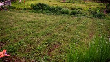 Resimli yoğun yeşil tropikal orman, arka planda mavi deniz ve alçak bulutlar. Yüksek kalite 4k görüntü