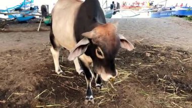 Filipinler 'de tropikal Asya' da palmiye ağaçları ve deniz sığırlarıyla çevrili bir inek otlar. Yüksek kalite 4k görüntü