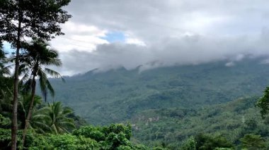 Tropikal dağlar orman alçak palmiye ağaçları ve tropikal bitkilerle kaplıdır. Yüksek kalite 4k görüntü