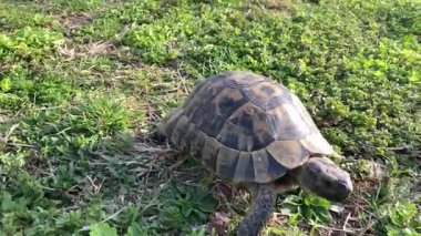 Kaplumbağa kaplumbağa yeşil çimlerin üzerinde yavaşça ilerliyor. Yavaşça yürüyor. Eski, nesli tükenmekte olan tropikal hayvanlara bakıyor. Yüksek kalite 4k görüntü