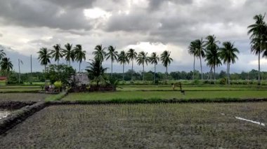Palmiye ağaçlarıyla bölünmüş pirinç tarlaları dağların arka planında ve alçak bulutlarda Filipinler 'in Asya' sında bir kulübe bulunur. Yüksek kalite 4k görüntü