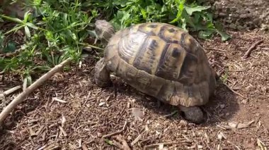 Kaplumbağa kaplumbağa yeşil çimlerin üzerinde yavaşça ilerliyor. Yavaşça yürüyor. Eski, nesli tükenmekte olan tropikal hayvanlara bakıyor. Yüksek kalite 4k görüntü
