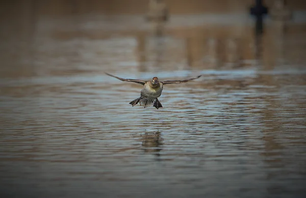 Rüstige Landung Auf Einem See — Stockfoto