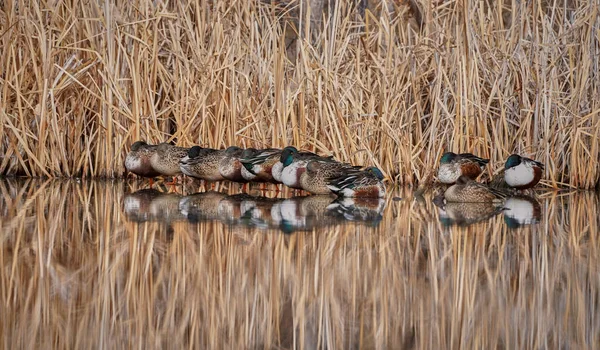 Mallard Ducks Row Water Nature — 图库照片