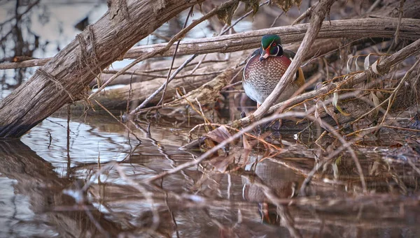 Anatra Legno Sul Bordo Delle Acque Natura Durante Autunno — Foto Stock