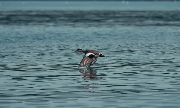 Widgeon Duck Gleitet Der Natur Über Das Meerwasser — Stockfoto