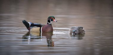 Tahta ördekler suyla kur yapıyor.