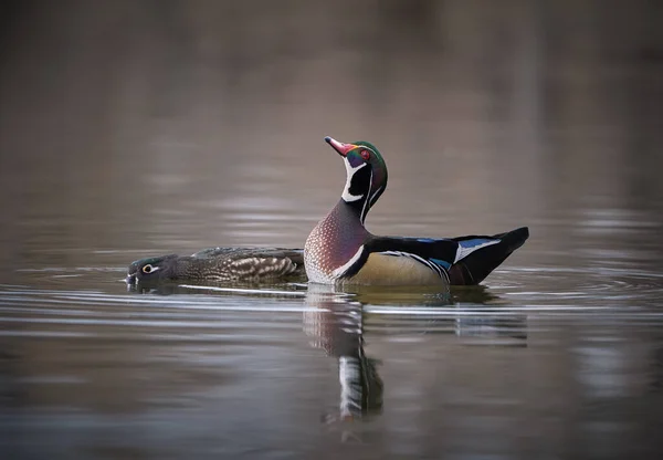 水面上的木制鸭子求爱时反射出美丽的色彩 — 图库照片