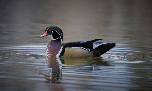 Dřevěná Kachna Jezeře Zblízka Odrazem Vodě — Stock fotografie