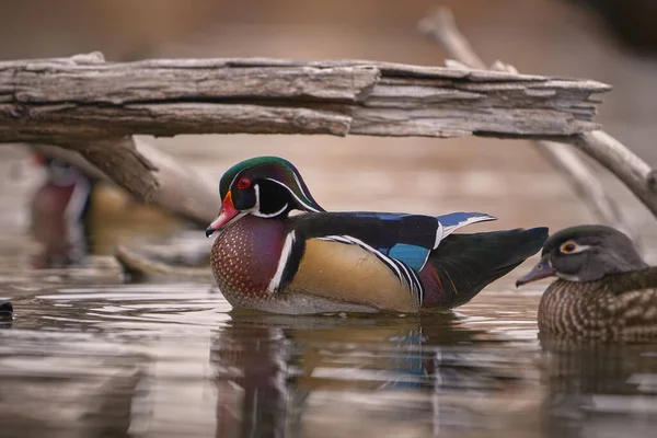 湖上有水滴和水纹的木制鸭子 — 图库照片
