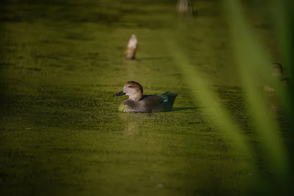 Kaulquappen Wasserlinsen Schwimmen Wasser — Stockfoto