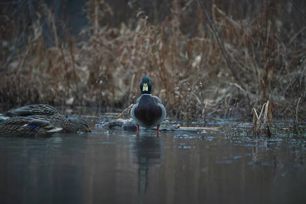 Mallard Drake Kachna Zírá Vás Slepicemi Pozadí Vodě — Stock fotografie