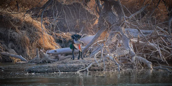 Hund Mit Ente Maul Flussufer — Stockfoto