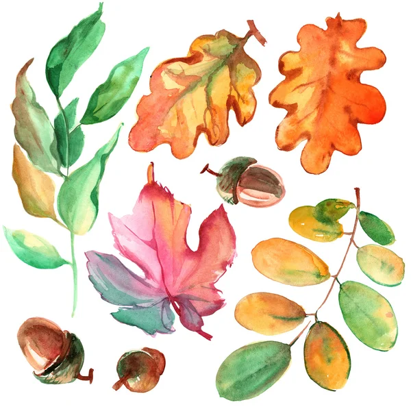 Watercolor leaves and acorns — Stock Photo, Image