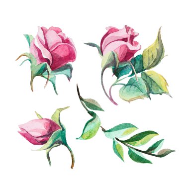 farklı suluboya gül romantik grubu