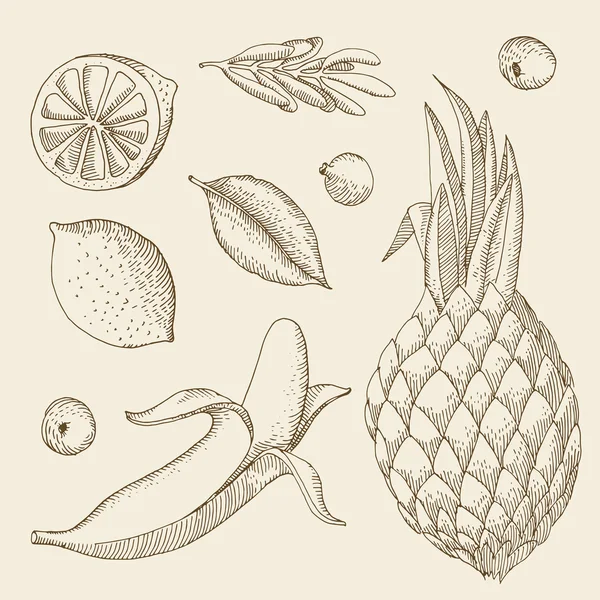 Ilustracja wektorowa różnych owoców tropikalnych — Wektor stockowy