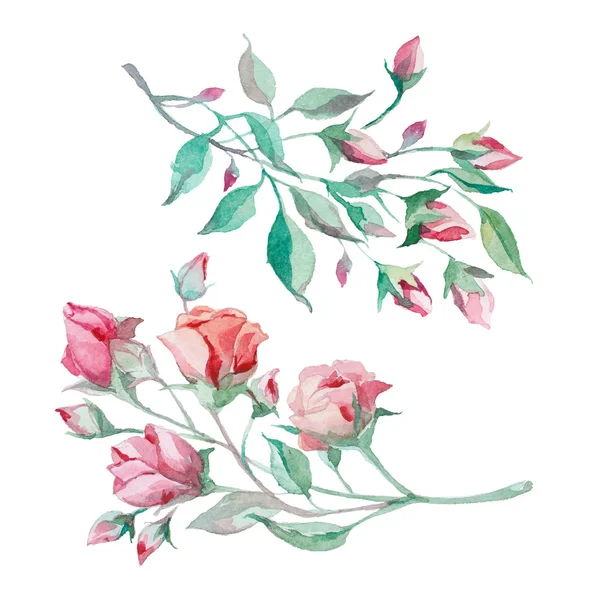 Watercolor branch rose buds — Stock Photo, Image