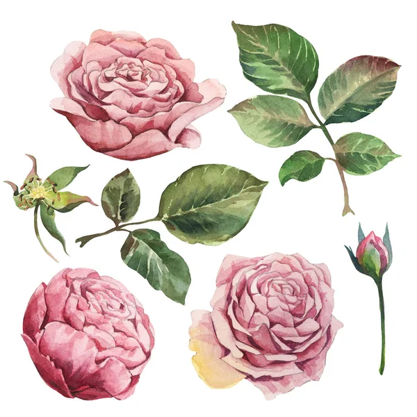 Aquarela Flores Realistas Rosa Rosa Com Folhas Isoladas Fundo Branco — Fotografia de Stock