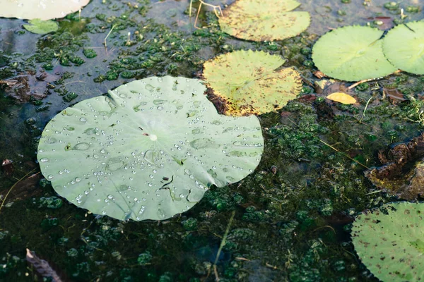 Invernadero de plantas acuáticas fotos de stock, imágenes de Invernadero de plantas  acuáticas sin royalties | Depositphotos