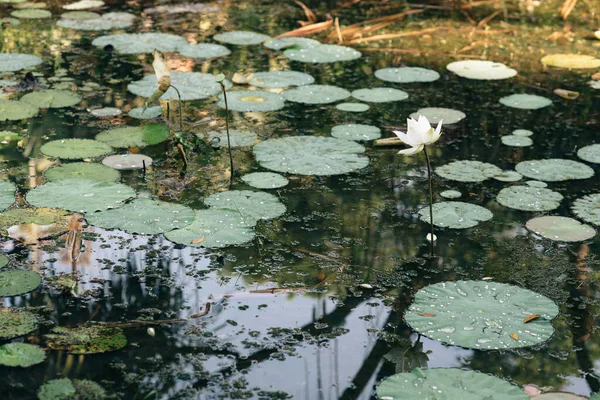 Lotusblume Und Blätter Einem Teich Naturkonzept — Stockfoto