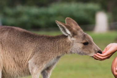 kamp tarafından Avustralya'nın doğu kıyısında keşfetmek