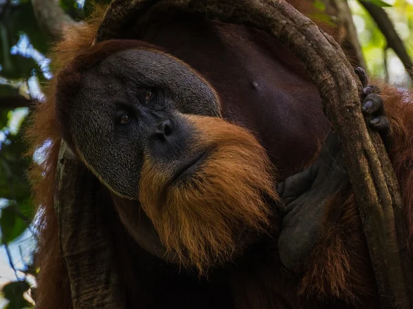 Špinění divoký orangutan utans při trekking v džungli sumatra — Stock fotografie