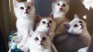 Birkaç beyaz kedi yavrusu senkronize bir şekilde başlarını çeviriyor..