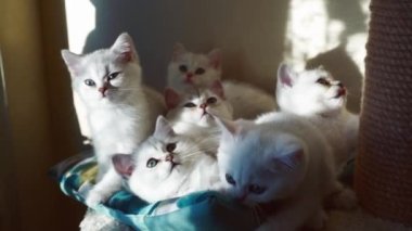 Birçok beyaz kedi yavrusu bir yığın içinde yan yana yatar.