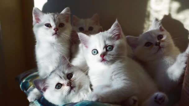 Several white kittens lie next to each other in one pile — Stock Video