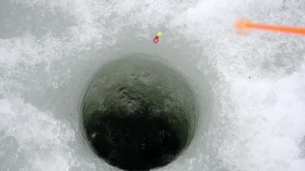 Pêche sur glace avec une canne à pêche d'hiver — Video