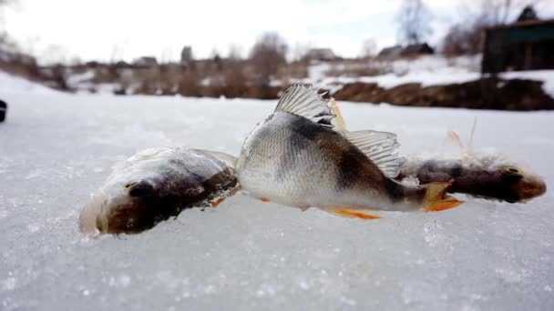 방금 잡힌 물고기가 얼음 위에 있다. — 비디오