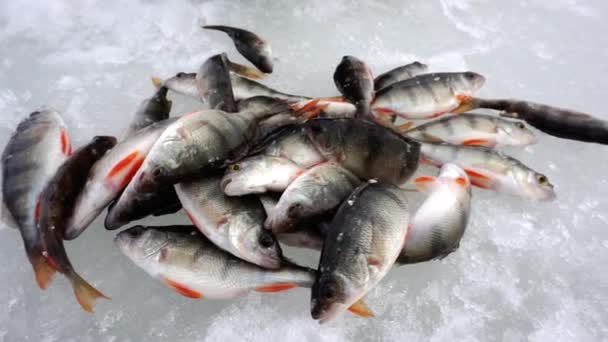 Le poisson fraîchement pêché se trouve sur la glace. — Video