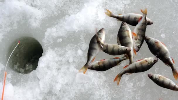 O pescador joga o peixe no gelo. — Vídeo de Stock
