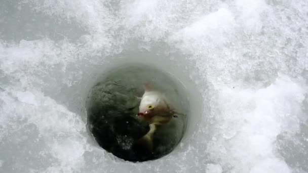 Вытаскивая рыбу из ямы. — стоковое видео