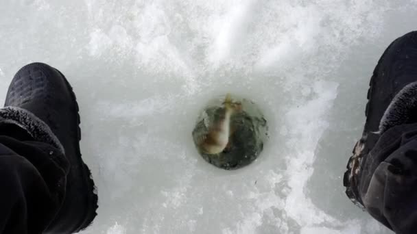 Tirar peixe do buraco. — Vídeo de Stock