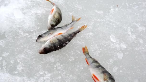 Peixe recentemente capturado no gelo. — Vídeo de Stock