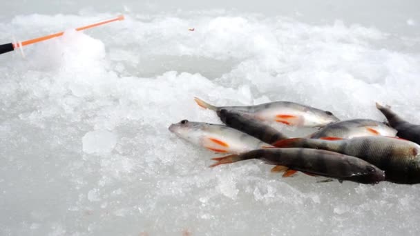 O pescador joga o peixe no gelo. — Vídeo de Stock