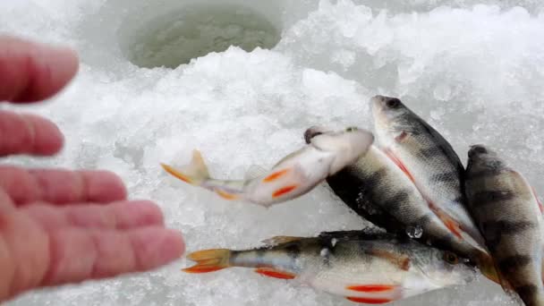 O pescador joga o peixe no gelo. — Vídeo de Stock