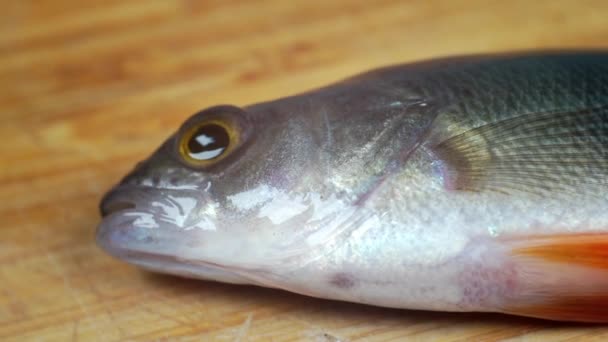 Levande fisk på skärbräda. — Stockvideo