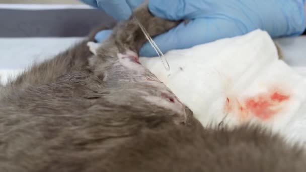 En veterinär utför en operation på en katt tass. — Stockvideo