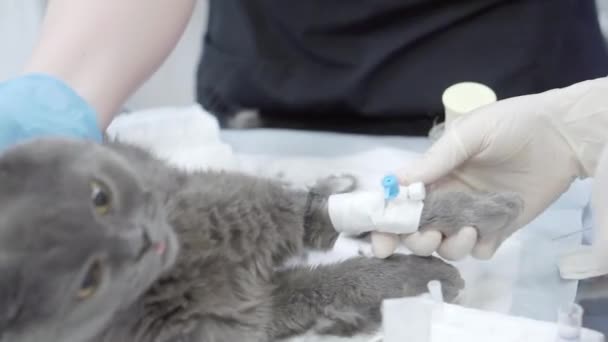 Een katheter invoegen in een grijze kat. — Stockvideo