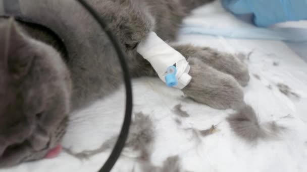 Veterinären lägger ett bandage på katten. — Stockvideo